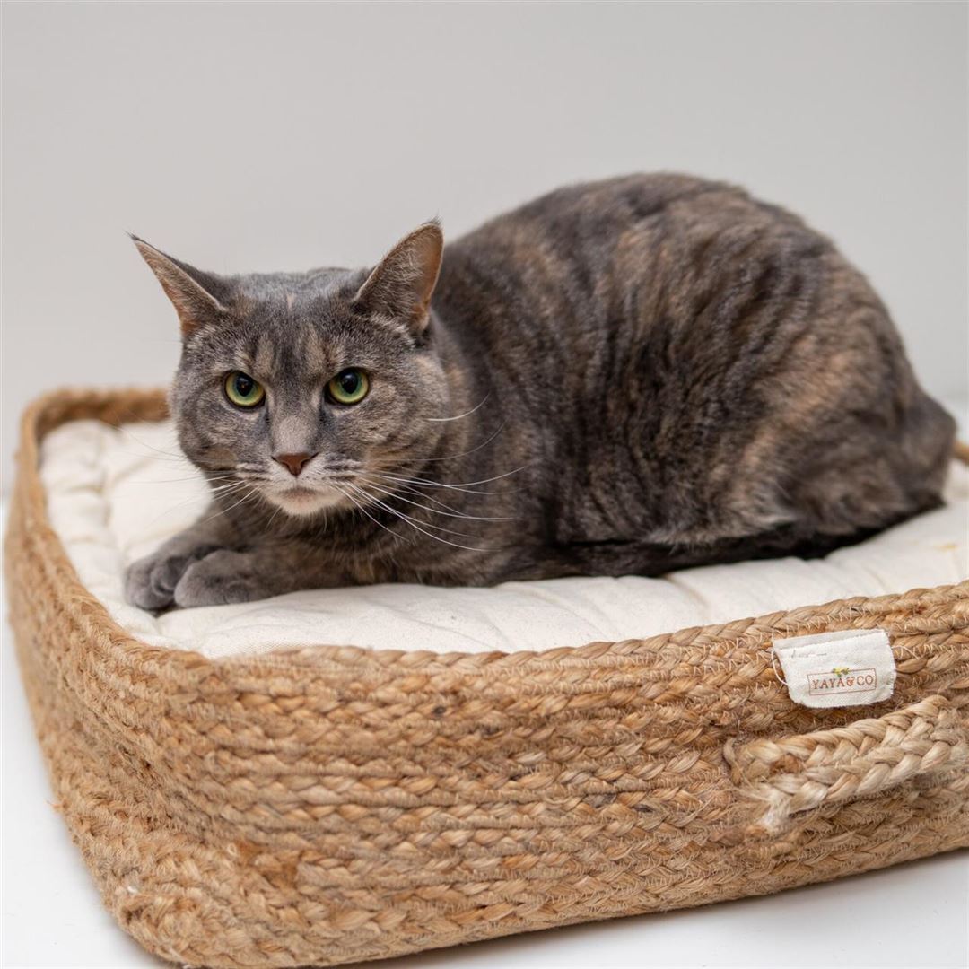 En katteseng som din kat fortjener